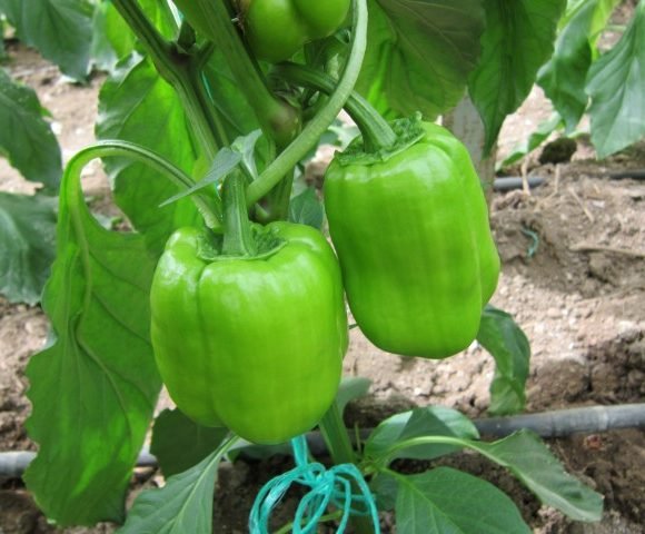 Green Stuffing Pepper