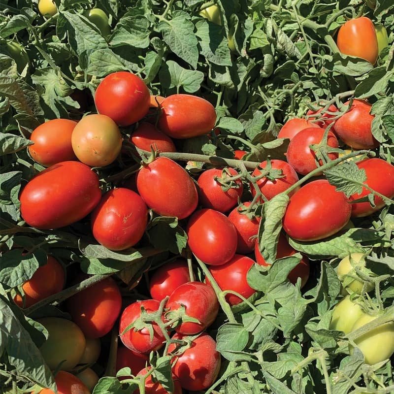Red Industrial Tomato