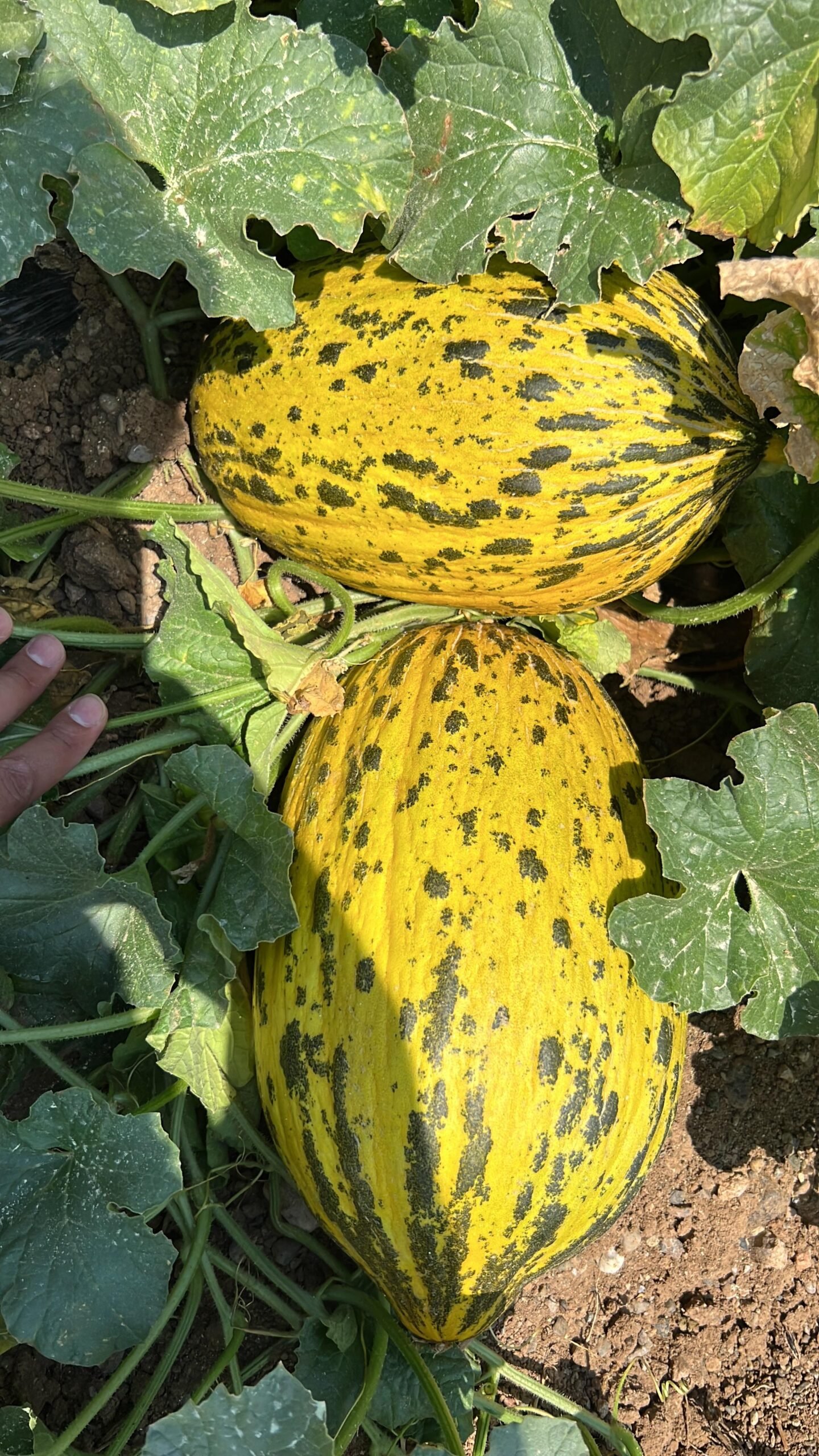 Spotted Open Field Melon
