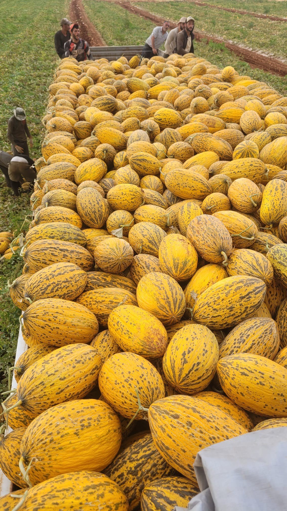 Spotted Open Field Melon