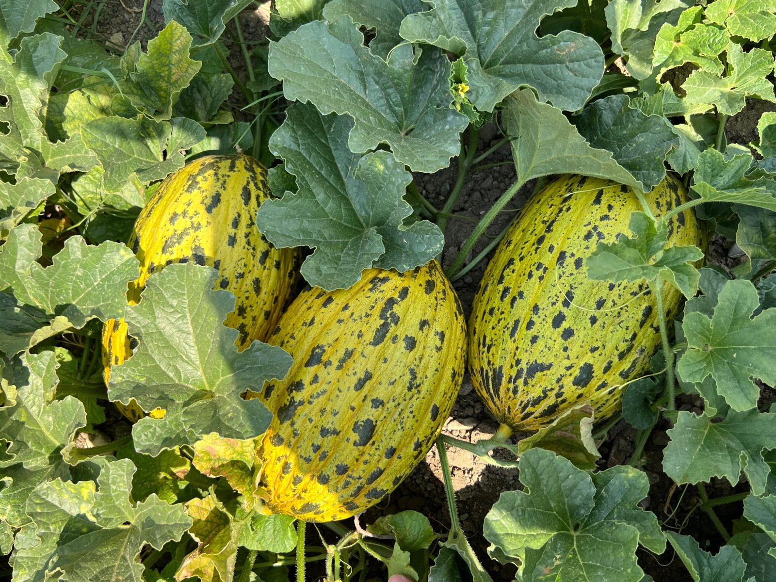 Spotted Open Field Melon