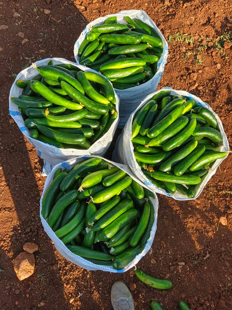 Fresh Green Beit Alpha