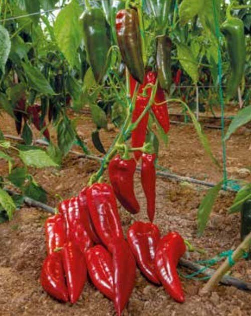Zeugma Kapya Pepper seeds DS 300 - Image 2