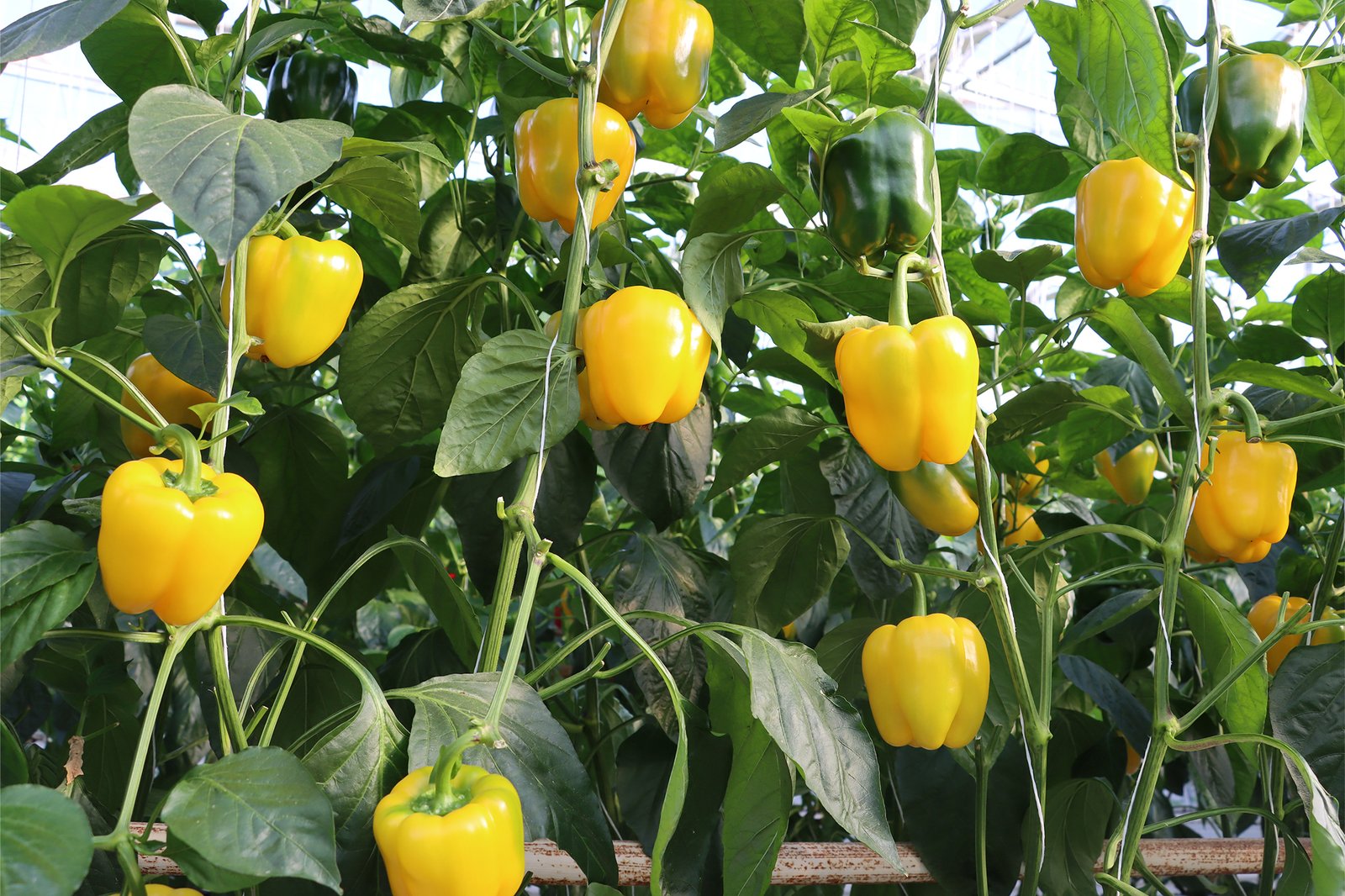 Yellow California Pepper