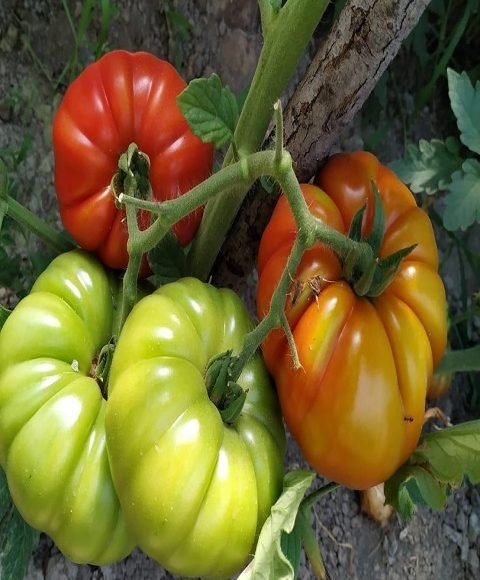 Heirloom Village Tomato