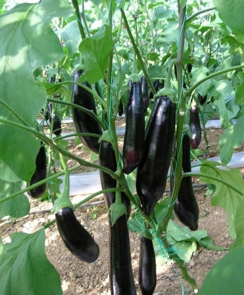 Dark Cylindrical Eggplant