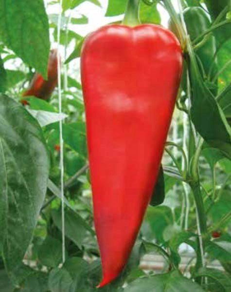Red Kapya Pepper