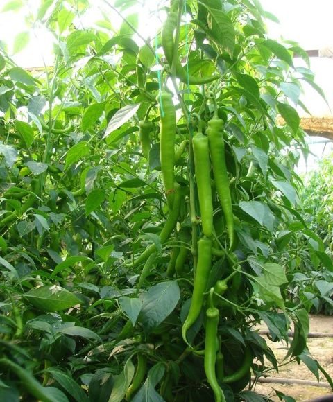 Green Pointed Pepper