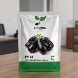 Dark Round Eggplant