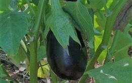 Dark Round Eggplant