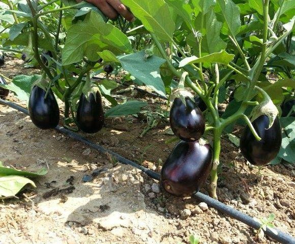 Dark Round Eggplant