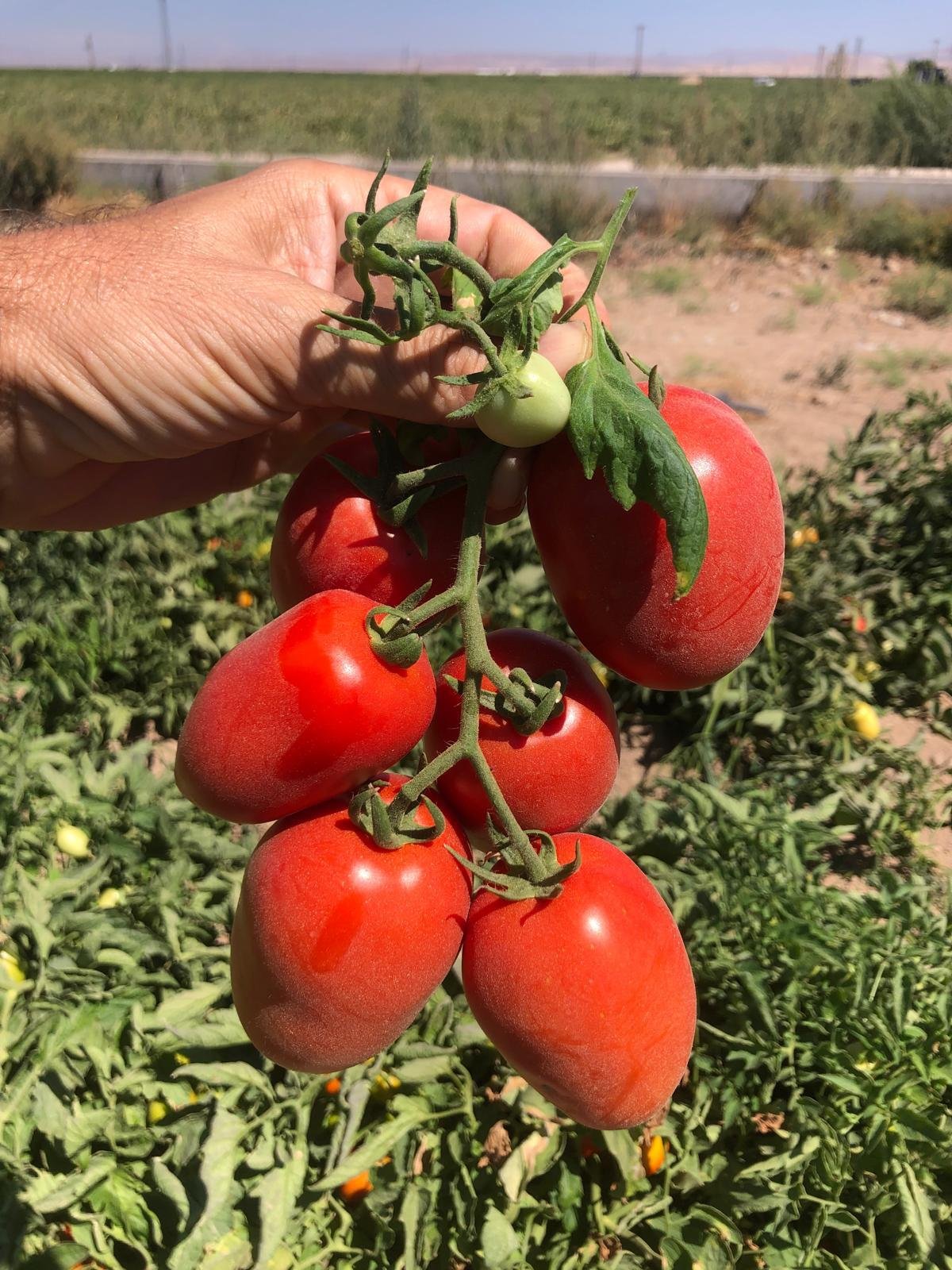 Red Industrial Tomato