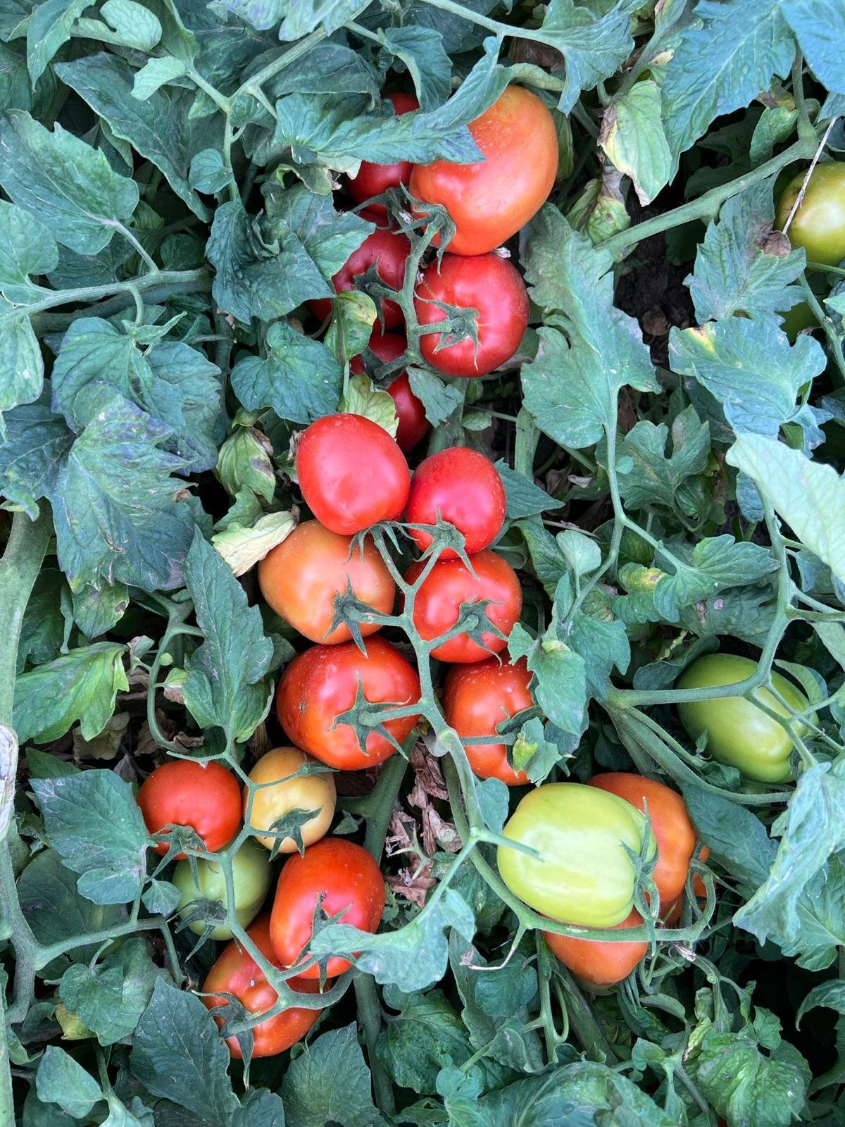 Red Industrial Tomato