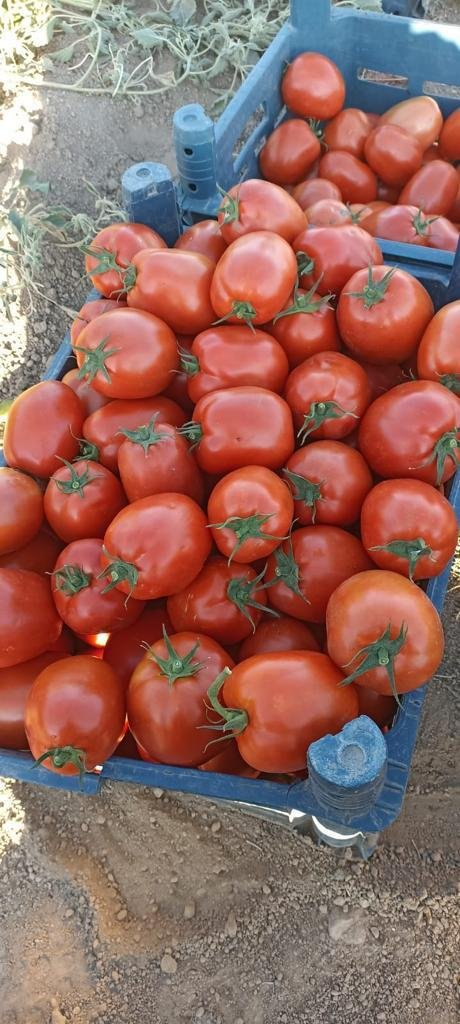 Red Industrial Tomato