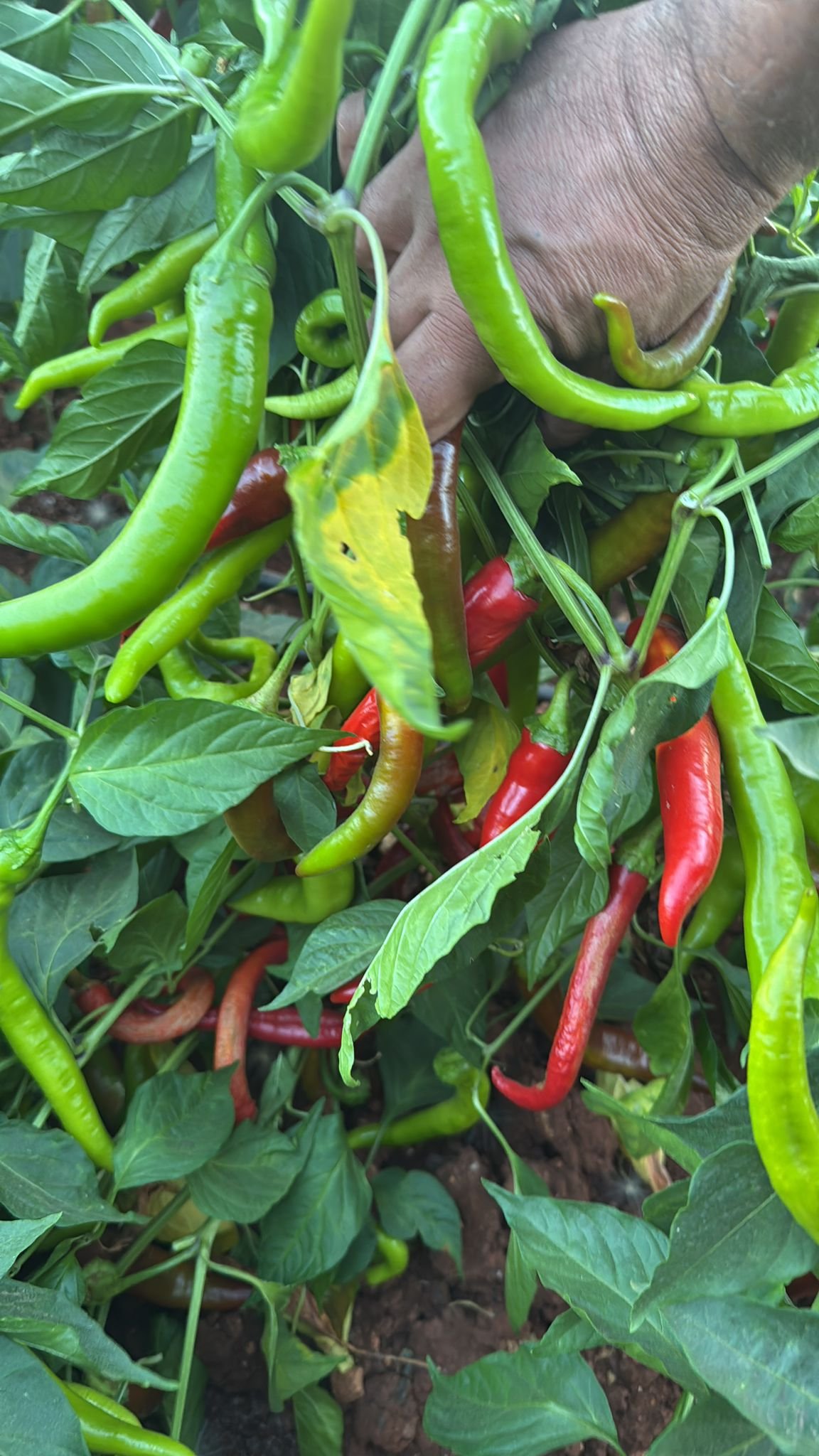 Red Pointed Pepper