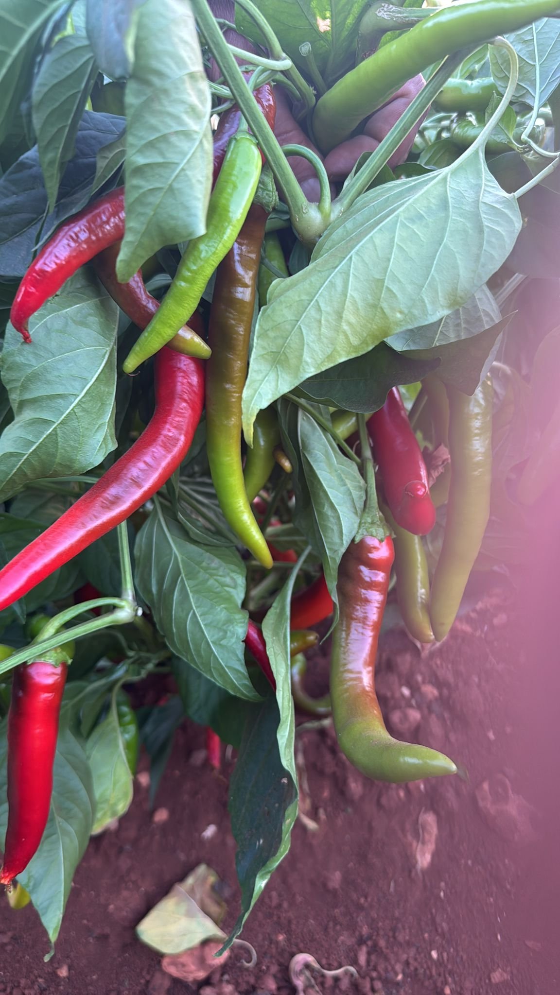 Red Pointed Pepper