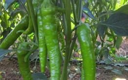 Green Pointed Pepper