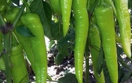 Green Pointed Pepper