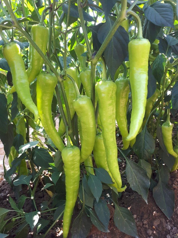 Green Charleston Pepper