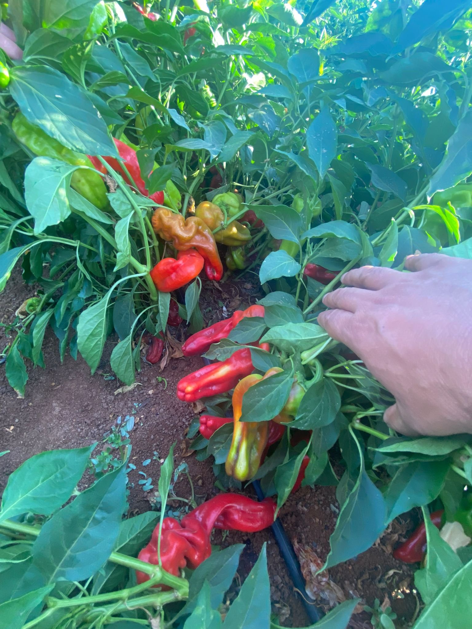 Red Three-nosed Pepper