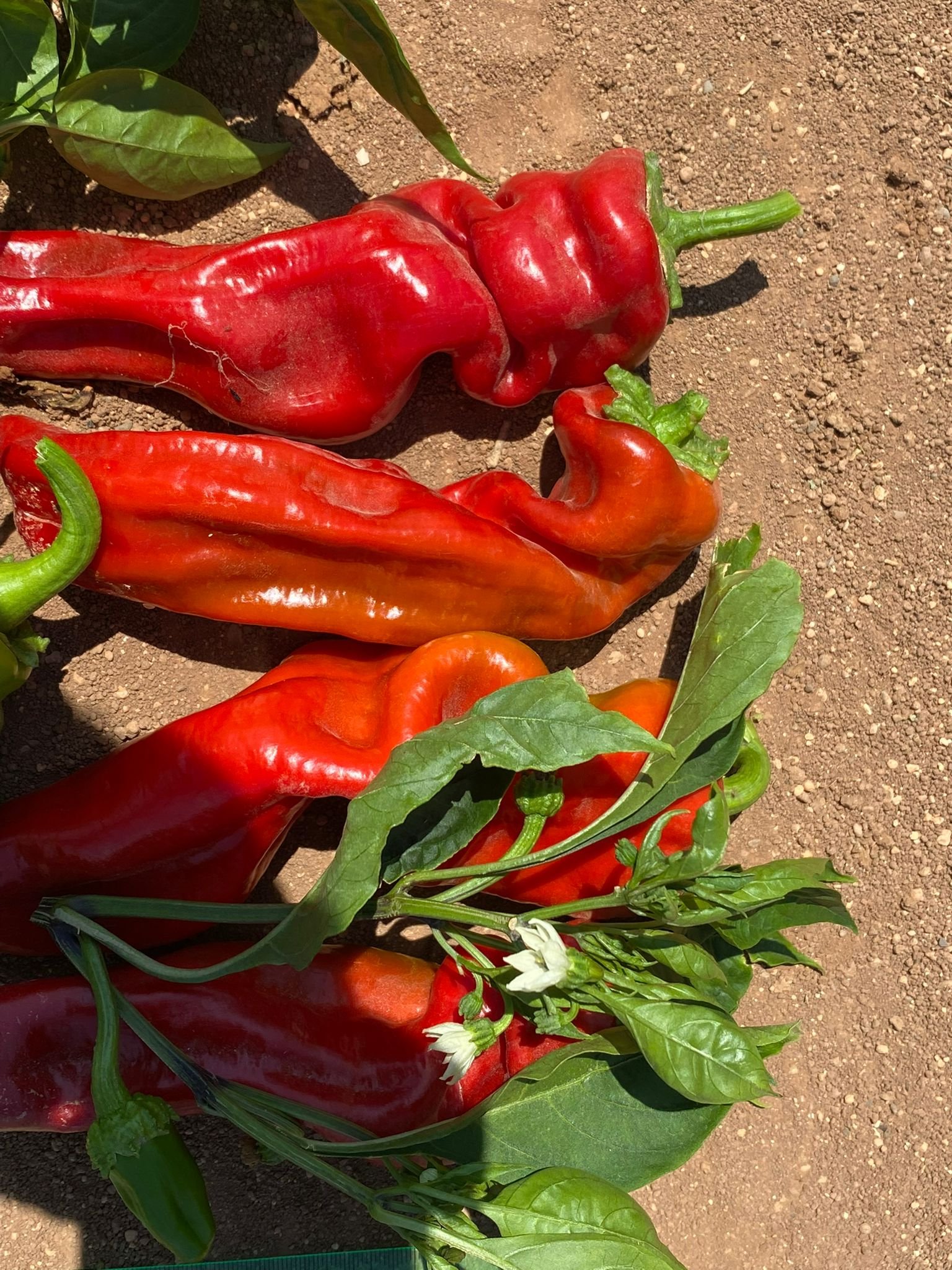 Red Three-nosed Pepper