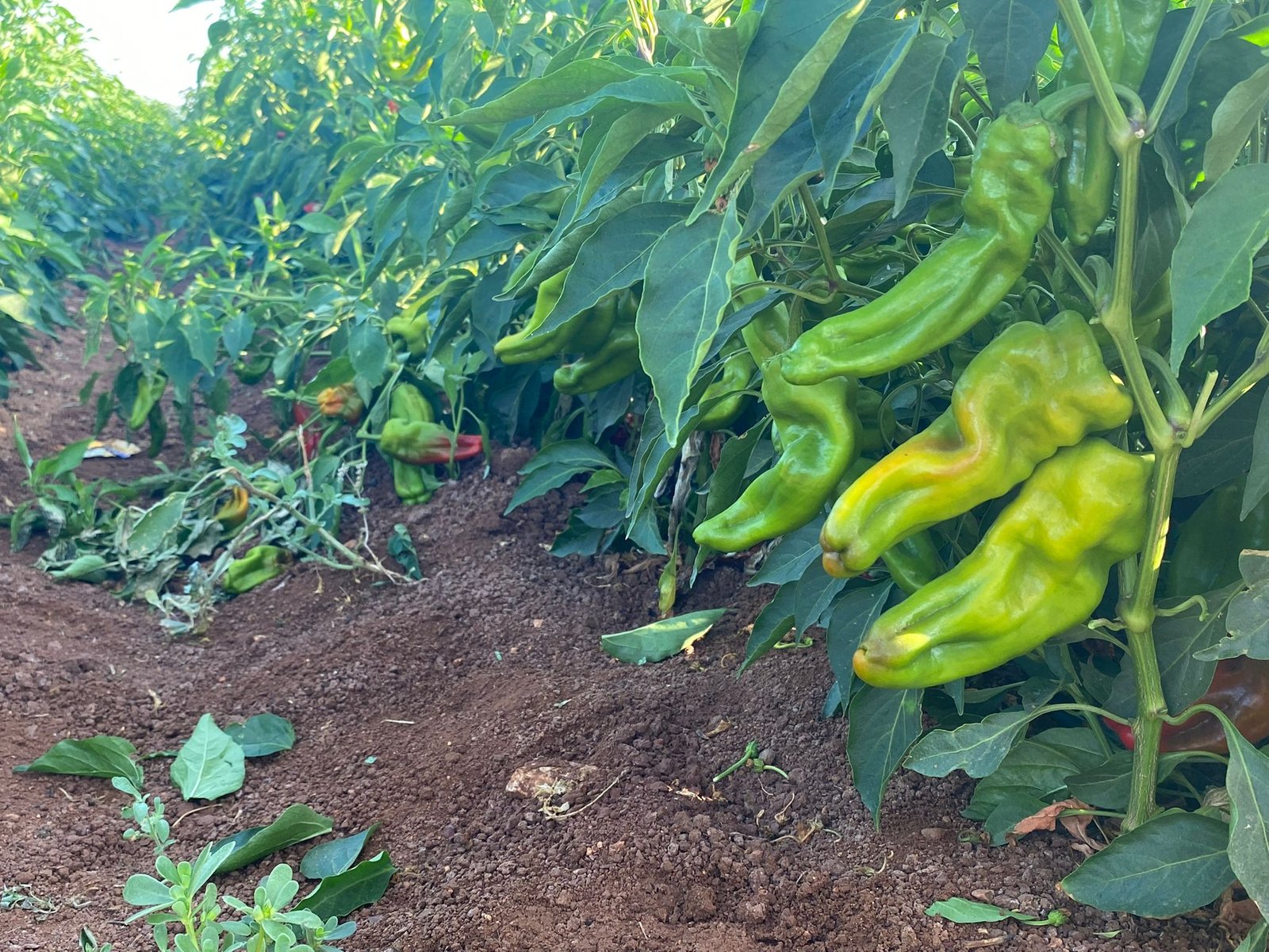 Red Three-nosed Pepper