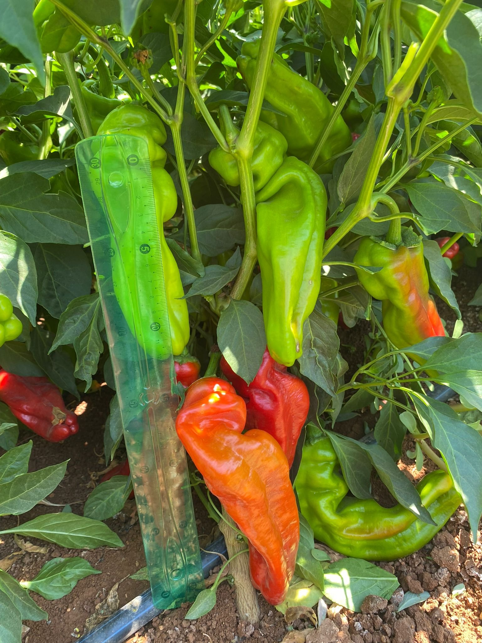 Red Three-nosed Pepper