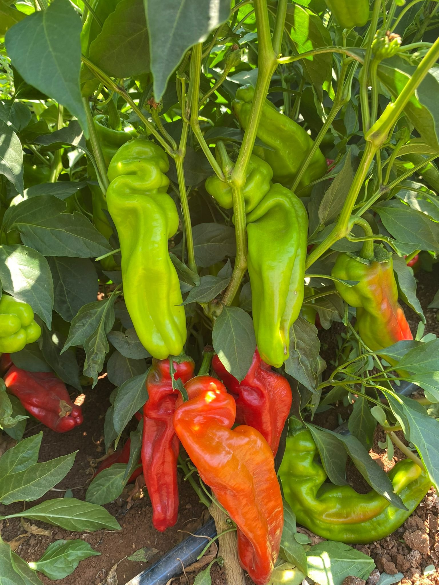 Red Three-nosed Pepper