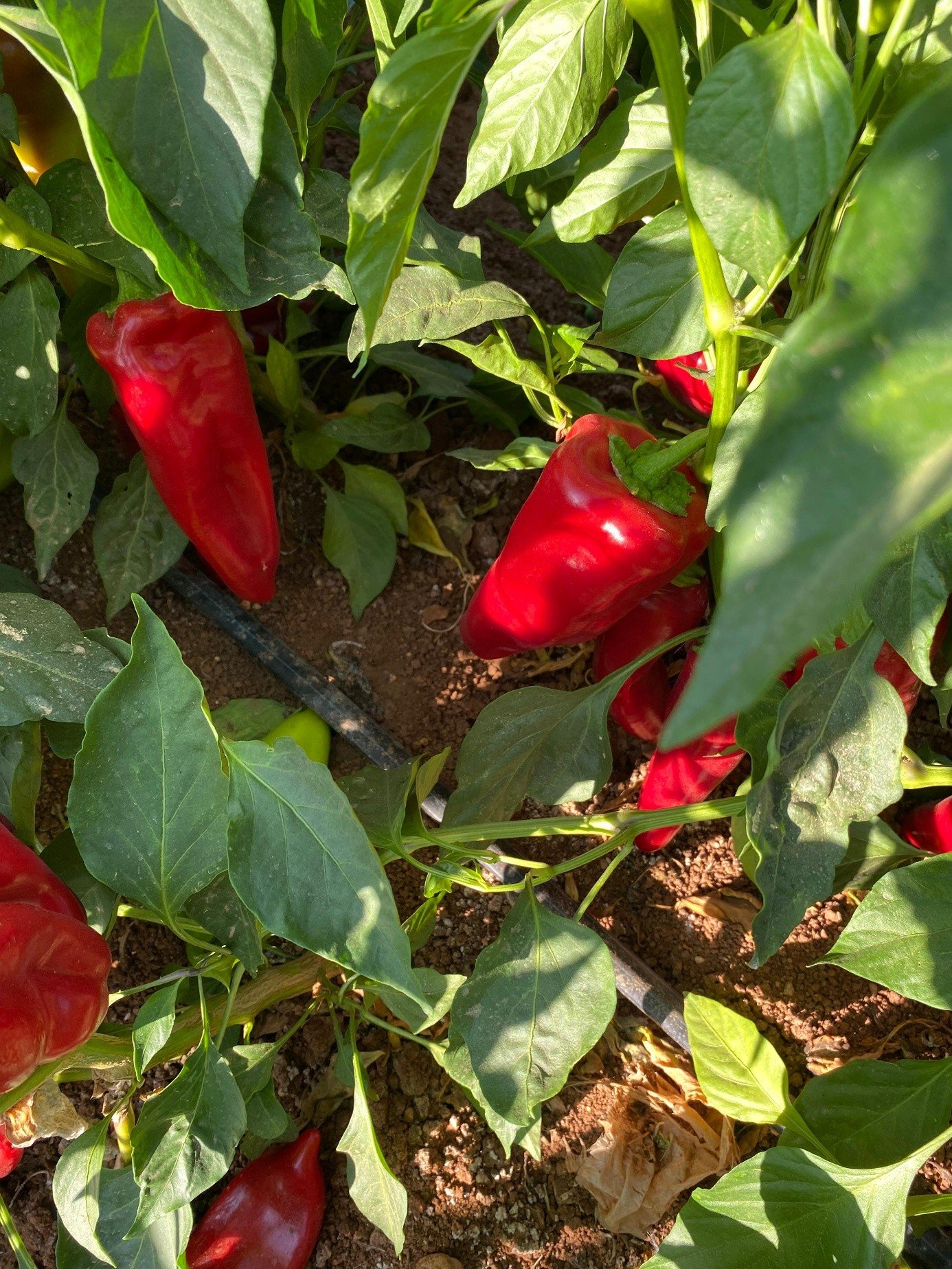 Sweet Red Kapya Pepper