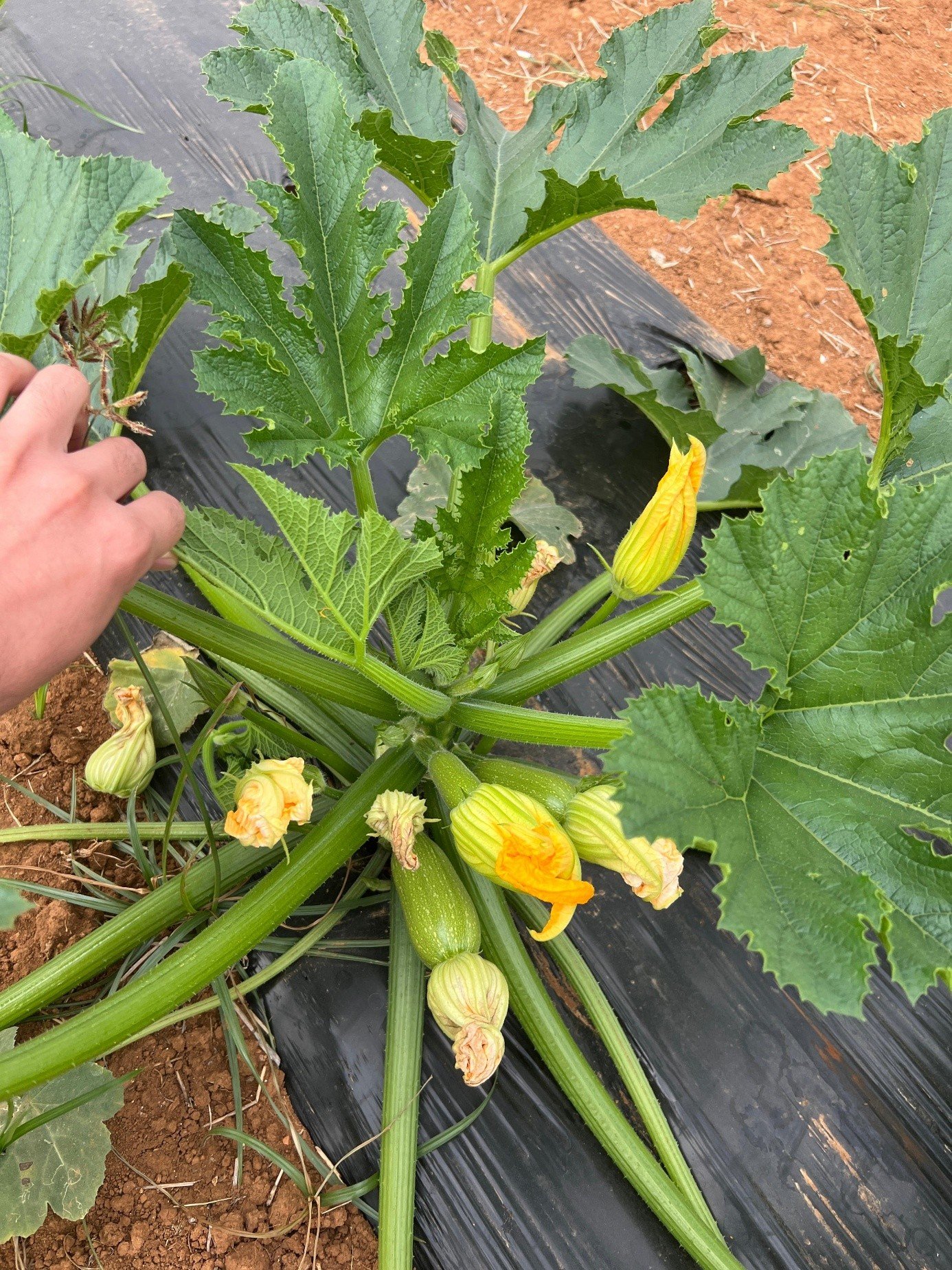 Vigorous Green Mini Zucchini
