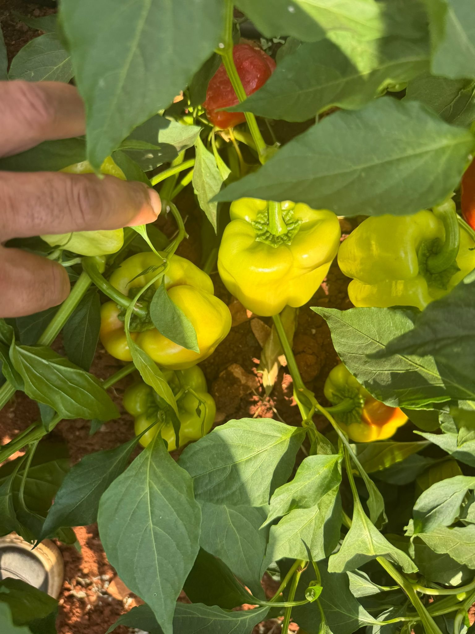 Green Stuffing Pepper