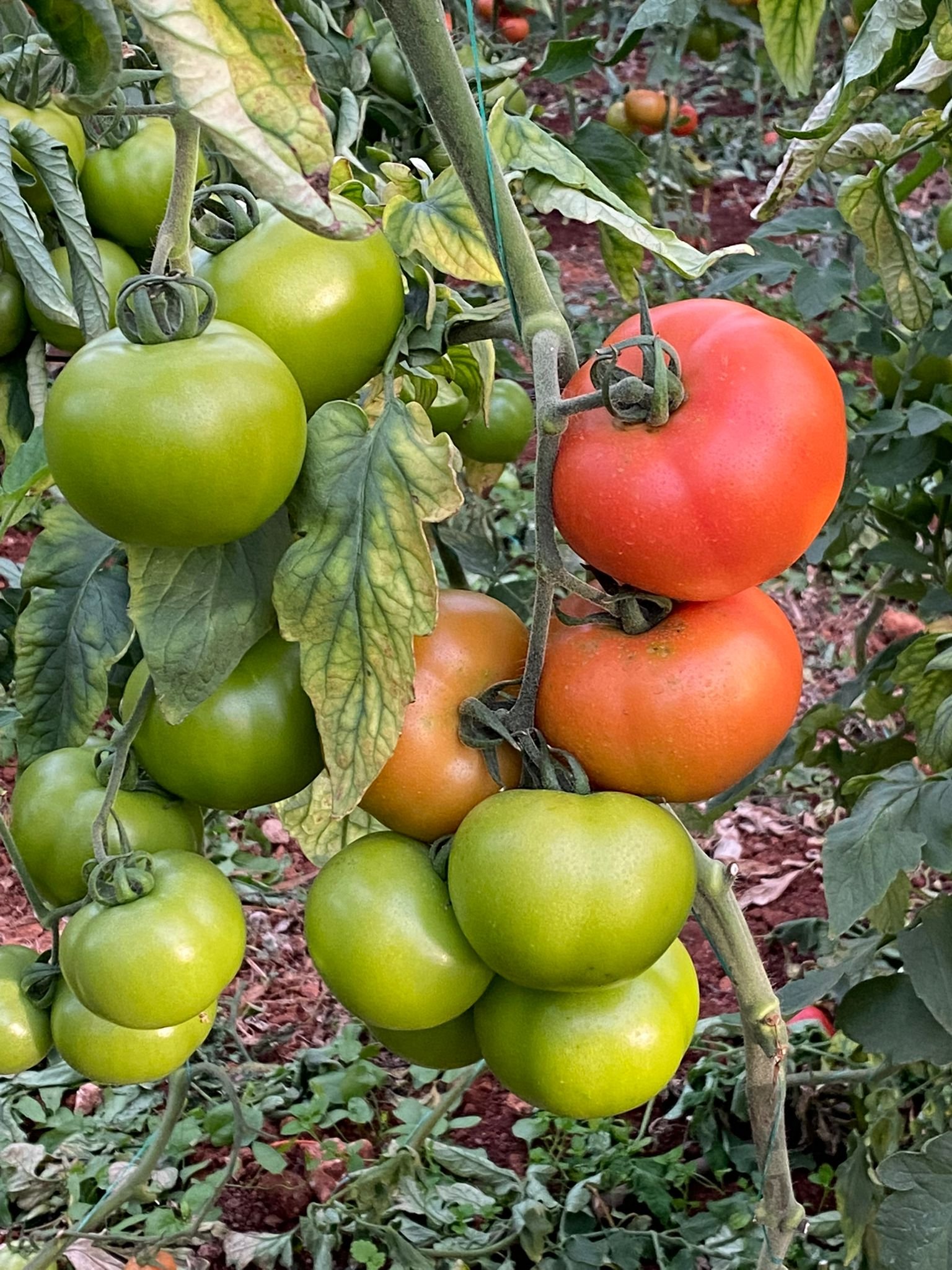 Green Piece Tomato