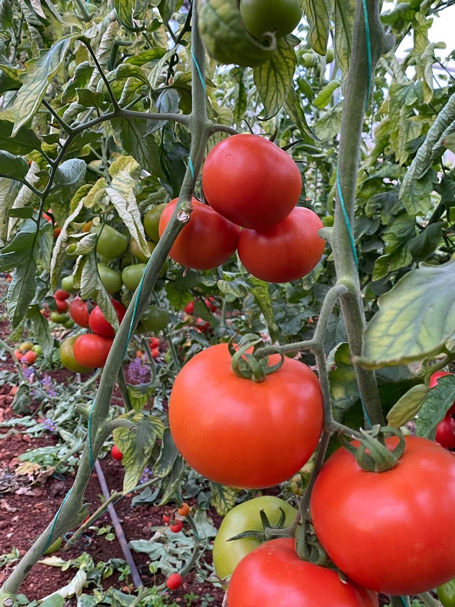 Green Piece Tomato