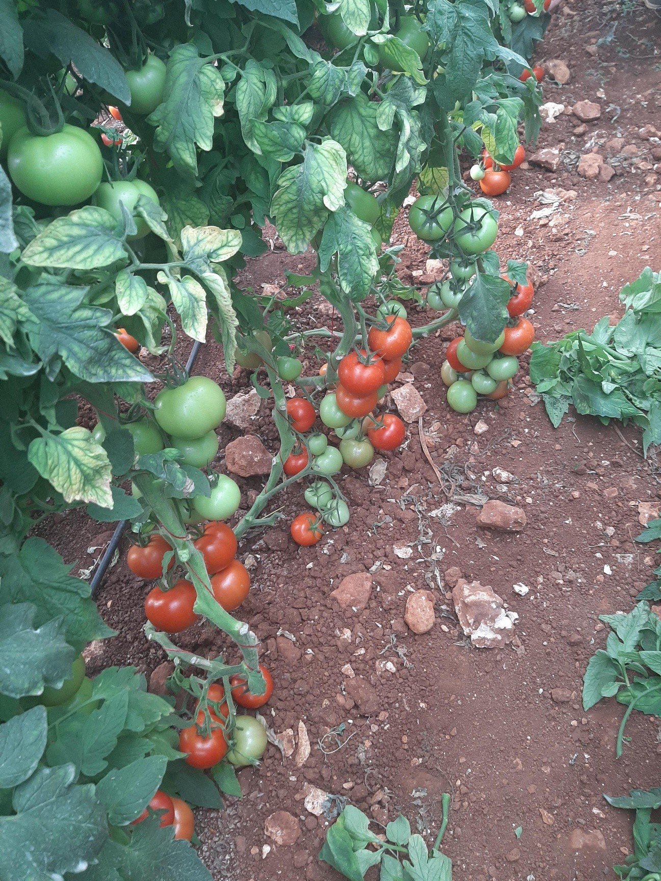 Green Piece Tomato Seeds