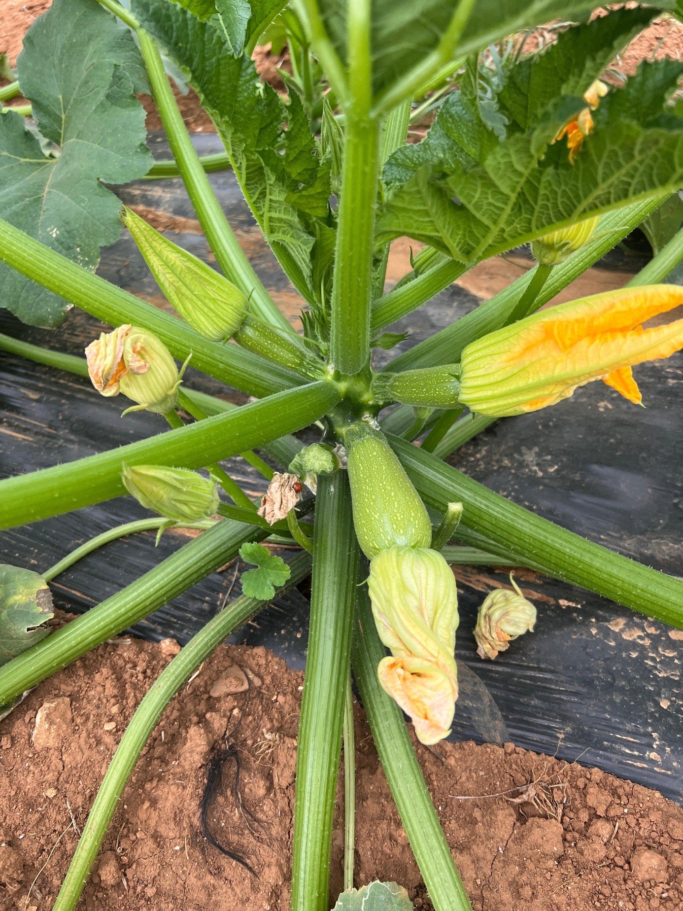 Mini Green Zucchini