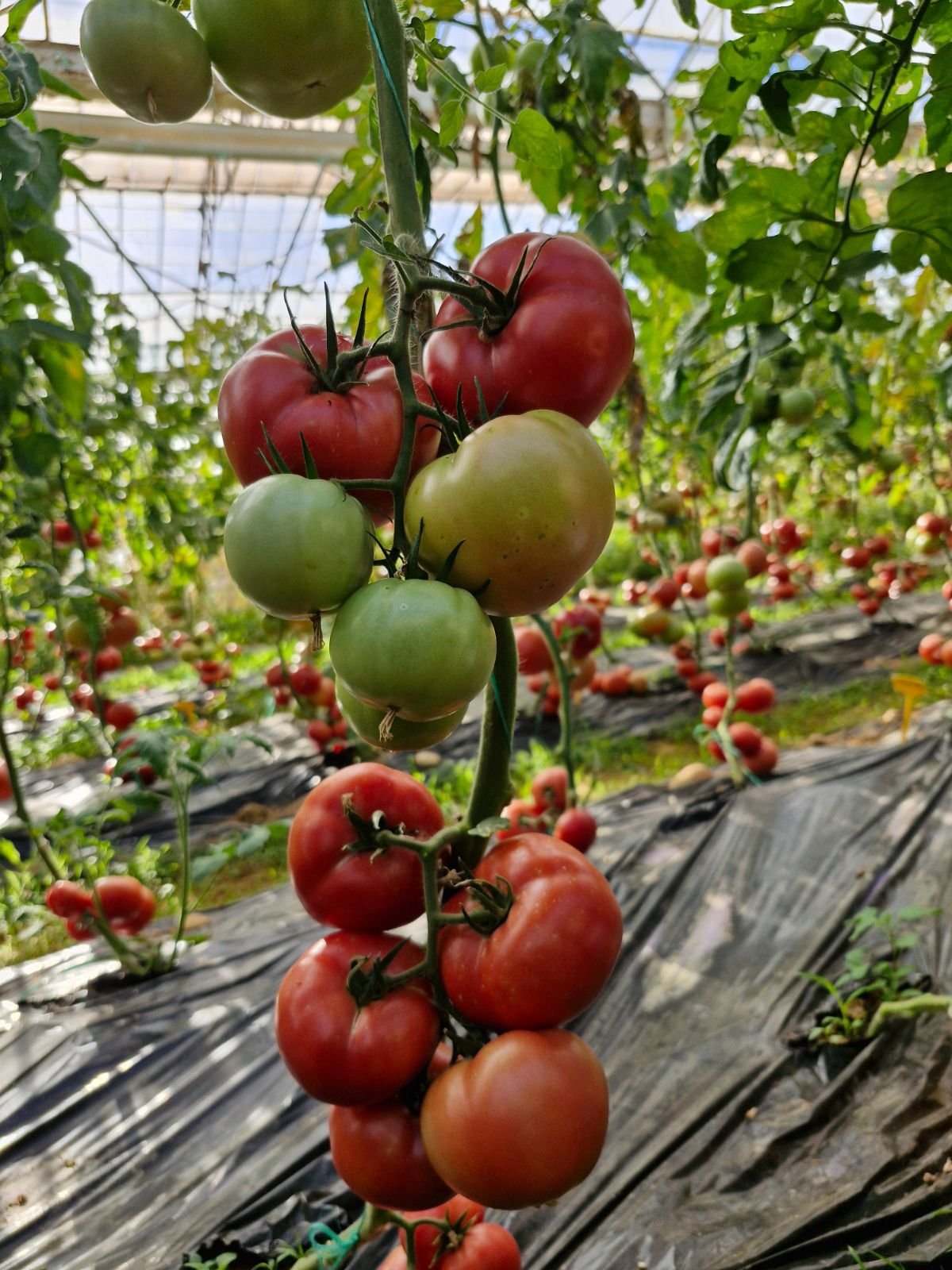 Green Pink Tomato
