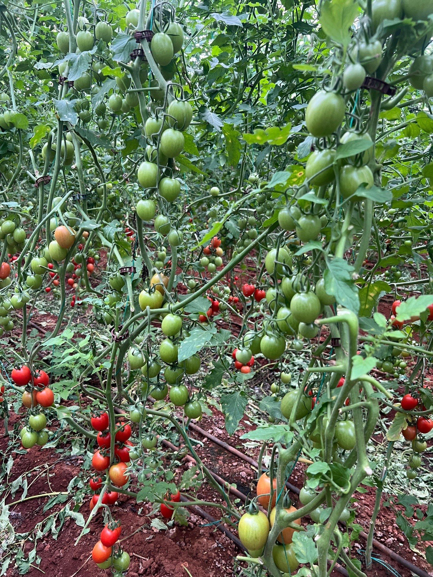 Green Cluster Tomato