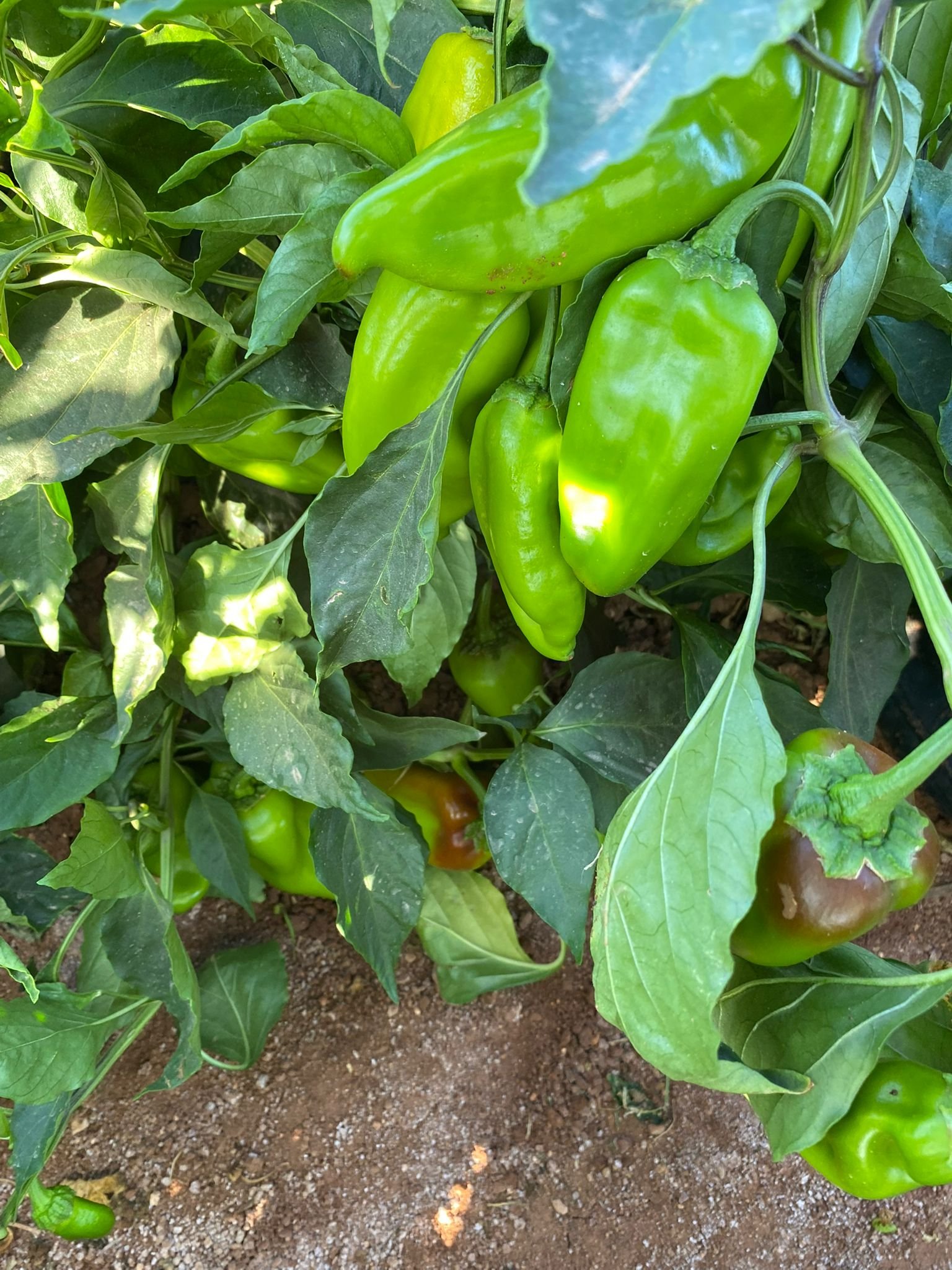 Red Kapya Pepper