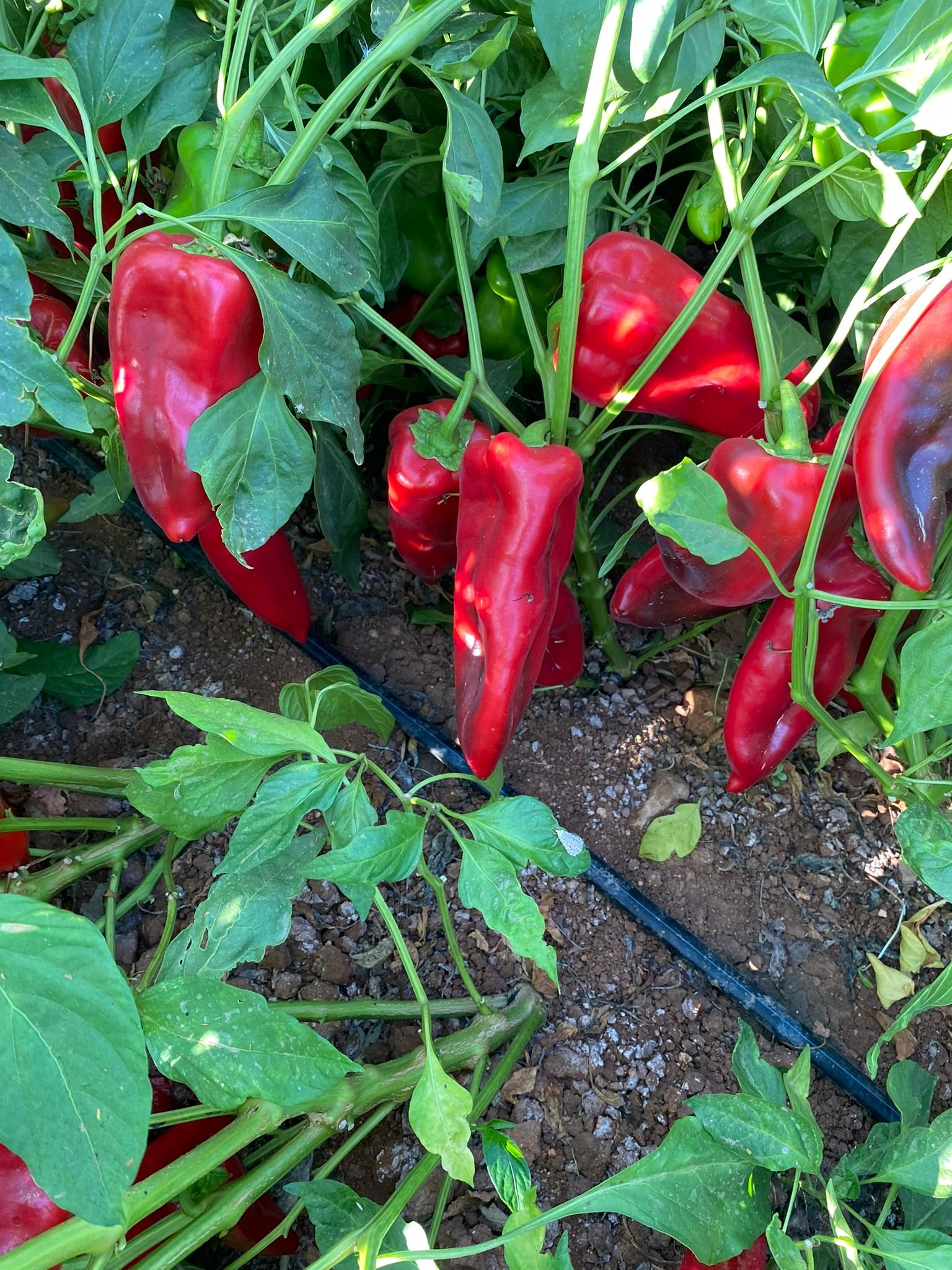 Red Kapya Pepper