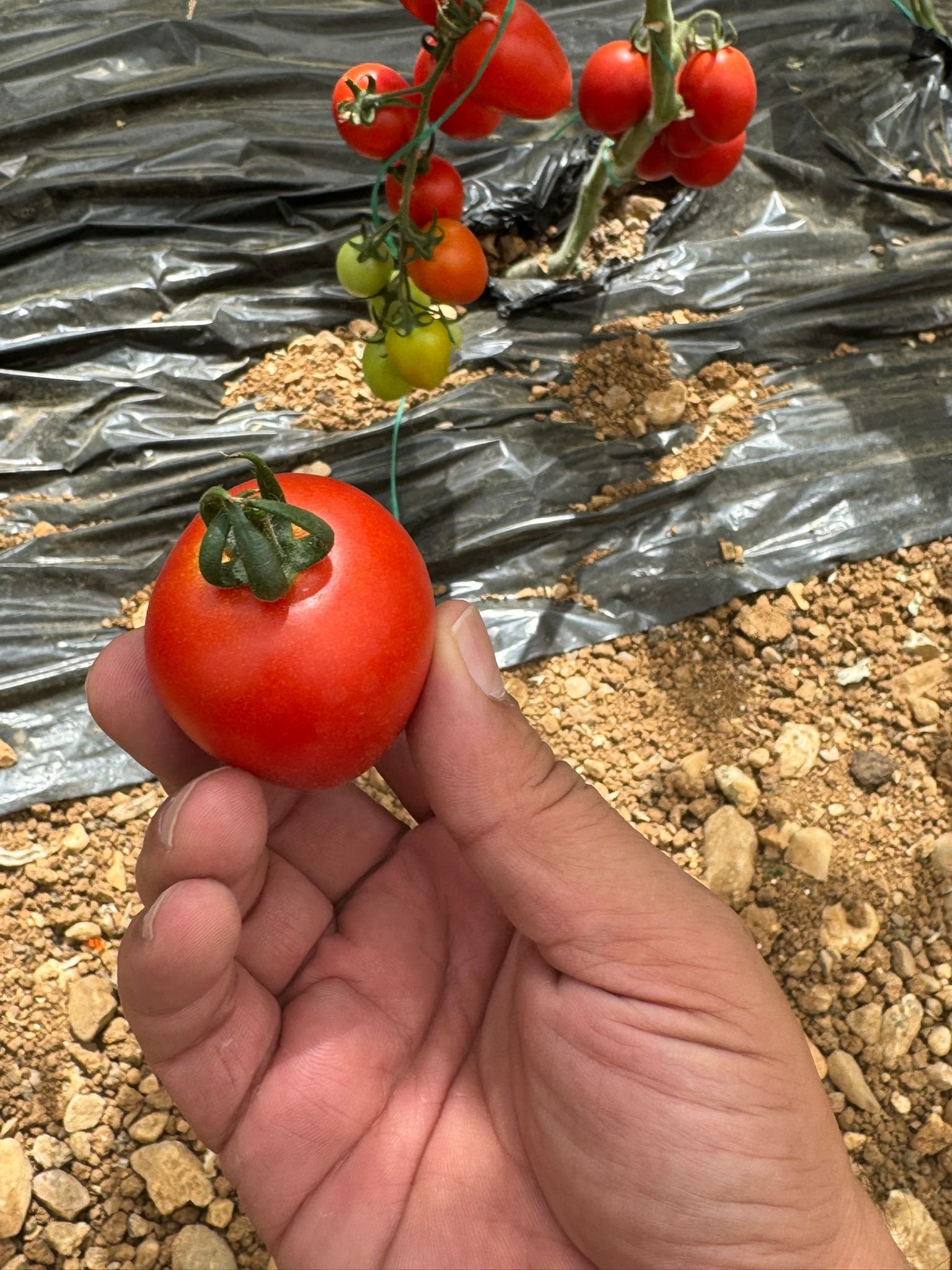 Red Cocktail Tomato Seeds