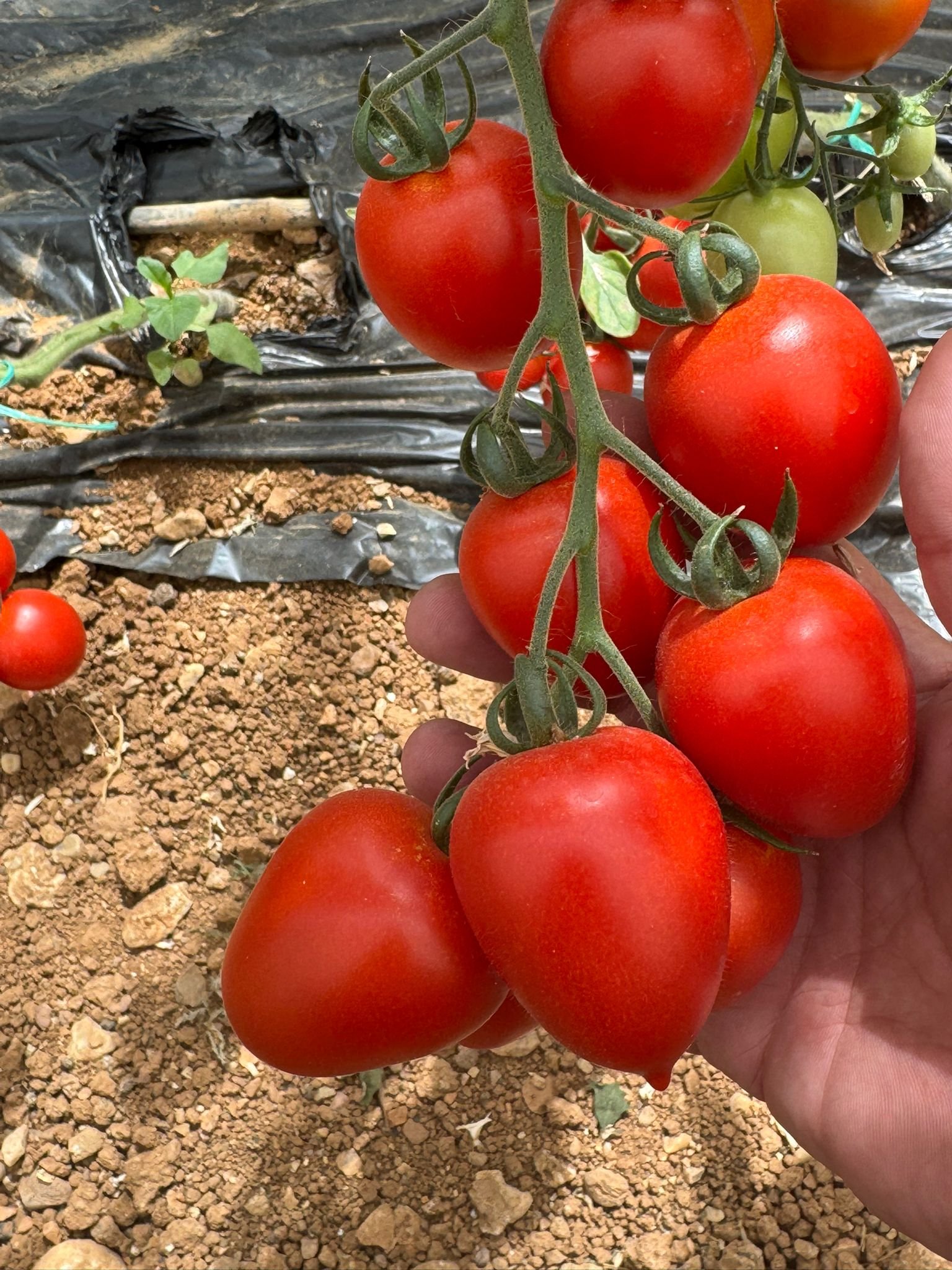 Red Cocktail Tomato Seeds