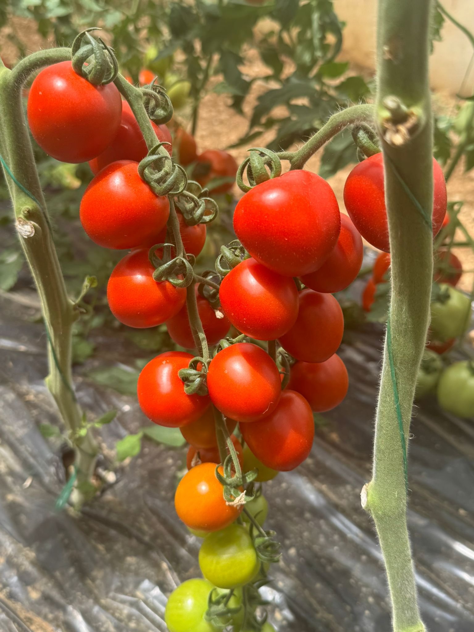Red Cocktail Tomato Seeds
