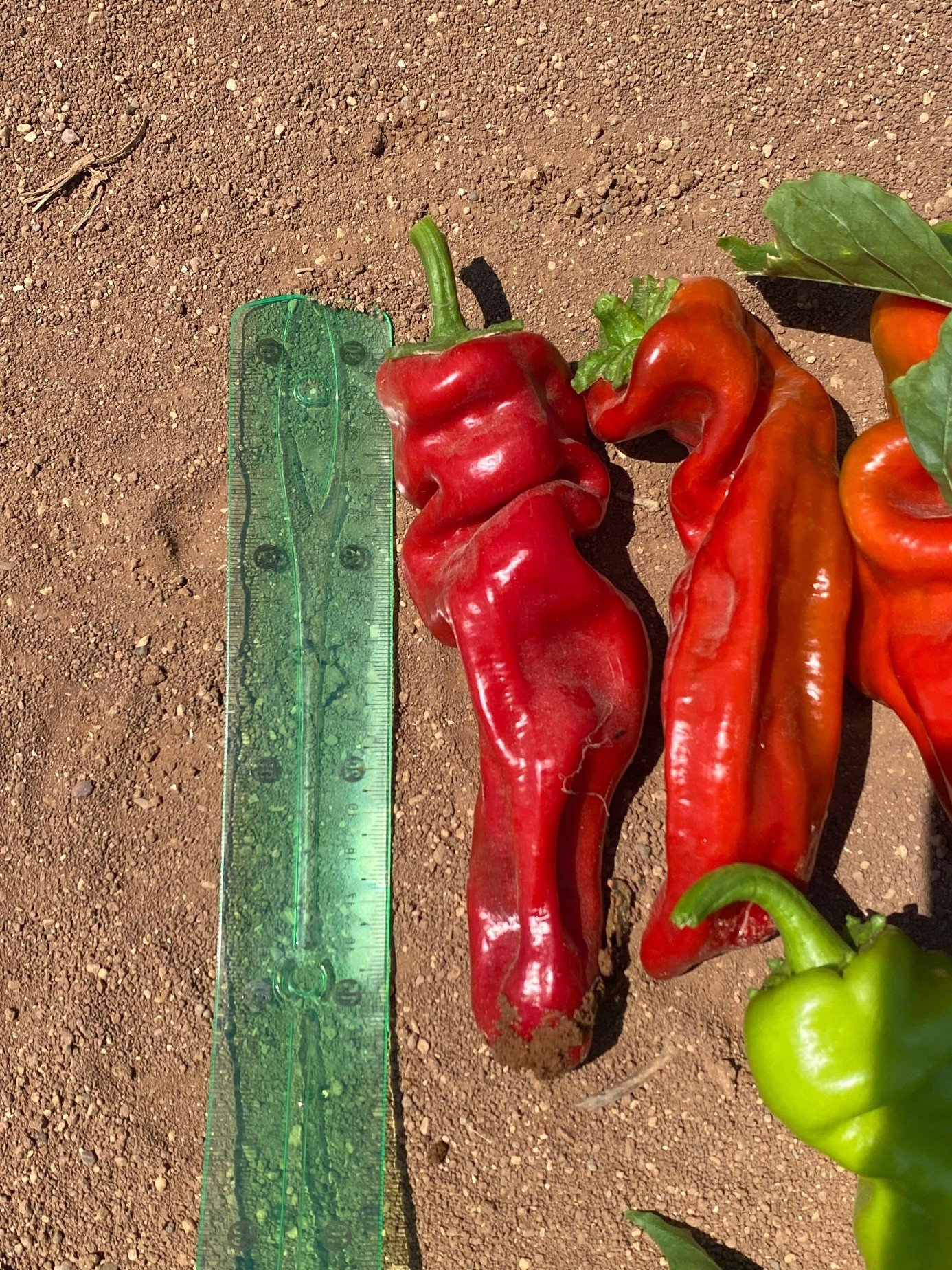 Red Three-nosed Pepper