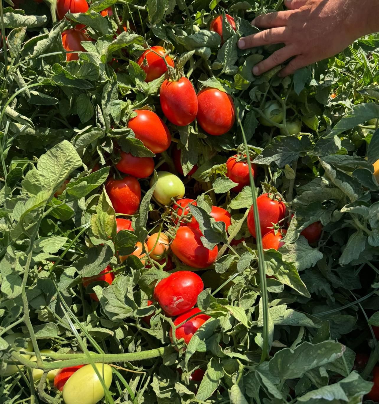 Red Industrial Tomato