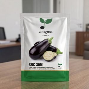 Dark Cylindrical Eggplant