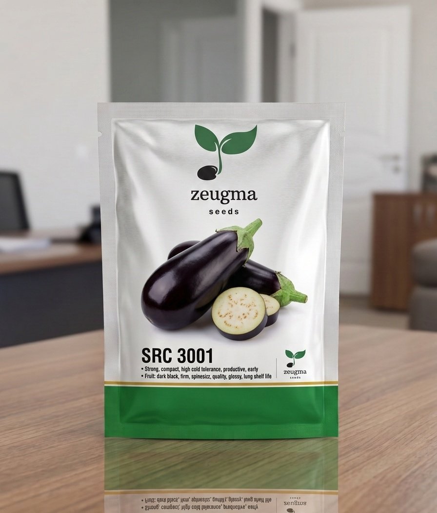 Dark Cylindrical Eggplant