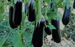 Dark Cylindrical Eggplant