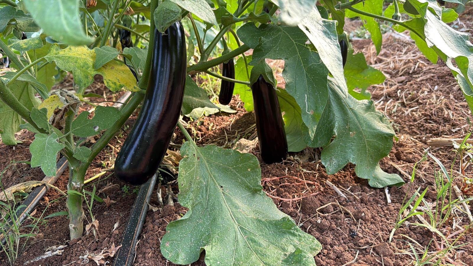 Dark Cylindrical Eggplant
