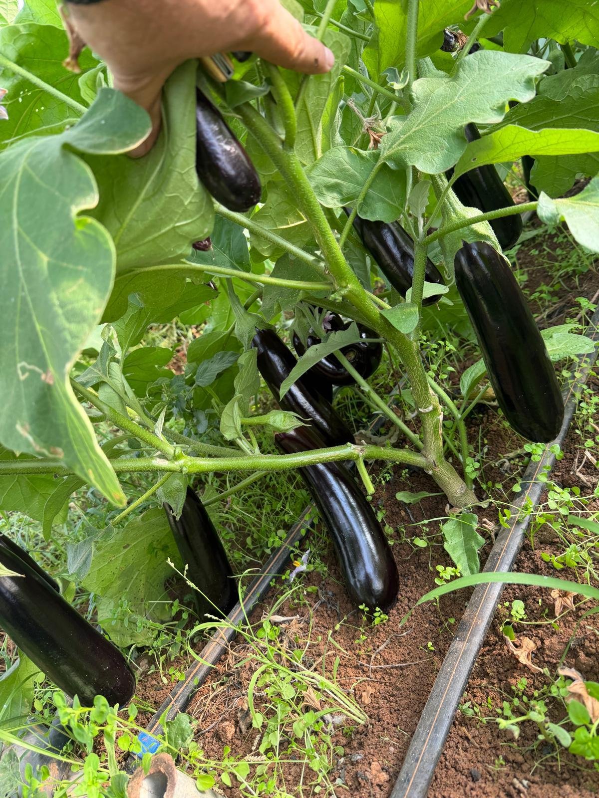 Dark Cylindrical Eggplant