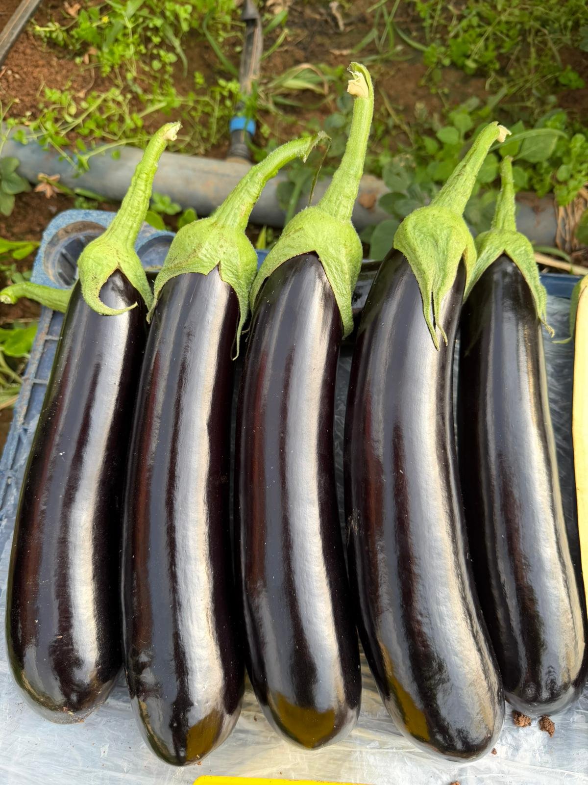 Dark Cylindrical Eggplant